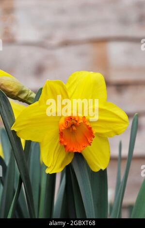 Primo piano di Narcissus Red Devon in primavera. Narcissus Red Devon è giallo e arancione una divisione 2 grande cupola daffodil che è completamente dura Foto Stock