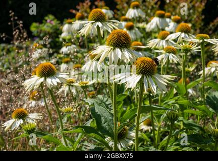 Echinacea purpurea White Swan fiori, noto anche come fiori di coneflowers o rudbeckia. Fotografato al giardino RHS Wisley in Surrey UK. Foto Stock