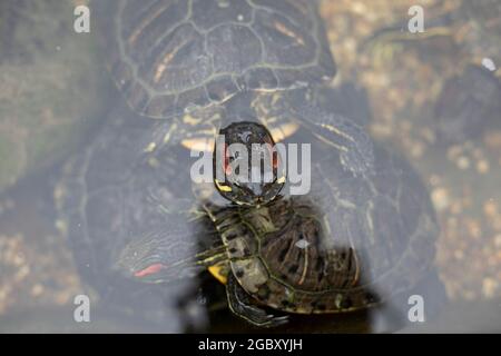 Tartaruga sott'acqua. La tartaruga nuota. Animale decorativo nello stagno. Foto Stock