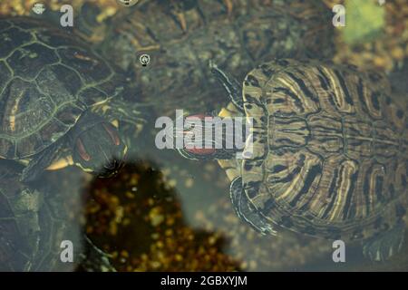 Tartaruga sott'acqua. La tartaruga nuota. Animale decorativo nello stagno. Foto Stock