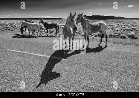 Cavalli sulla strada vicino Hovenweep National Monument con Sleeping Ute Mountain a distanza, ai confini dello Utah, e Colorado, Stati Uniti Foto Stock