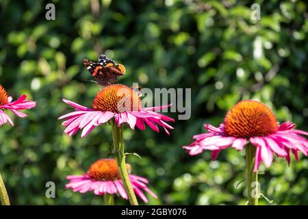 Fiori di purpurea di echinacea rosa, conosciuti anche come fiori di coneflowers o rudbeckia. Una farfalla rossa ammiraglio si trova in cima. Fotografato a RHS Wisley, Surrey UK Foto Stock