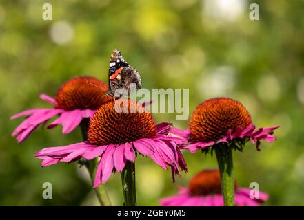 Fiori di purpurea di echinacea rosa, conosciuti anche come fiori di coneflowers o rudbeckia. Una farfalla rossa ammiraglio si trova in cima. Fotografato a RHS Wisley, Surrey UK Foto Stock