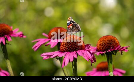 Fiori di purpurea di echinacea rosa, conosciuti anche come fiori di coneflowers o rudbeckia. Una farfalla rossa ammiraglio si trova in cima. Fotografato a RHS Wisley, Surrey UK Foto Stock