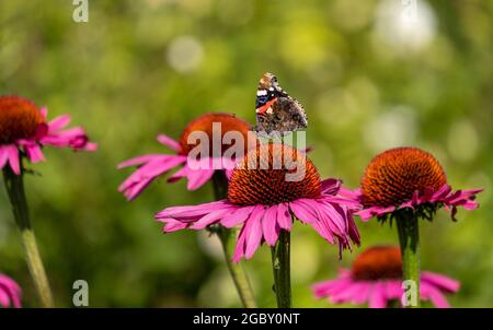 Fiori di purpurea di echinacea rosa, conosciuti anche come fiori di coneflowers o rudbeckia. Una farfalla rossa ammiraglio si trova in cima. Fotografato a RHS Wisley, Surrey UK Foto Stock