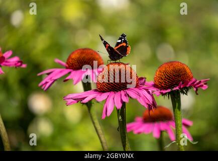 Fiori di purpurea di echinacea rosa, conosciuti anche come fiori di coneflowers o rudbeckia. Una farfalla rossa ammiraglio si trova in cima. Fotografato a RHS Wisley, Surrey UK Foto Stock