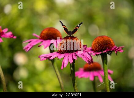 Fiori di purpurea di echinacea rosa, conosciuti anche come fiori di coneflowers o rudbeckia. Una farfalla rossa ammiraglio si trova in cima. Fotografato a RHS Wisley, Surrey UK Foto Stock