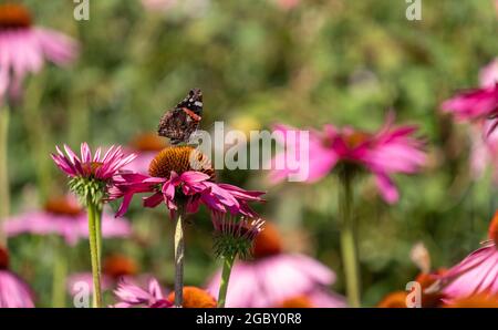 Fiori di purpurea di echinacea rosa, conosciuti anche come fiori di coneflowers o rudbeckia. Una farfalla rossa ammiraglio si trova in cima. Fotografato a RHS Wisley, Surrey UK Foto Stock