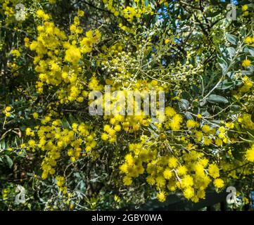 Queensland Silver Wattle in fiore ai laghi di arenaria a Ningi, regione di Moreton Bay, Queensland, Australia Foto Stock