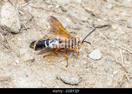 Una Cicada-killer orientale Wasp (Specius speciosus) all'ingresso del suo burrone sotterraneo. Foto Stock