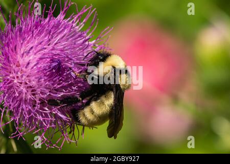 Bumblebee dorato del nord sui fiori di Thistle del toro Foto Stock