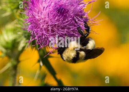 Bumblebee dorato del nord sui fiori di Thistle del toro Foto Stock