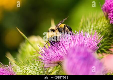 Bumblebee dorato del nord sui fiori di Thistle del toro Foto Stock