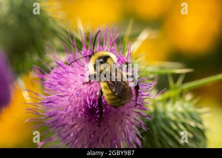 Bumblebee dorato del nord sui fiori di Thistle del toro Foto Stock