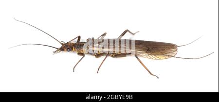 Stonefly isolato su bianco. Le imitazioni di questo insetto sono spesso usate dai pescatori di mosca. Foto macro. Foto Stock