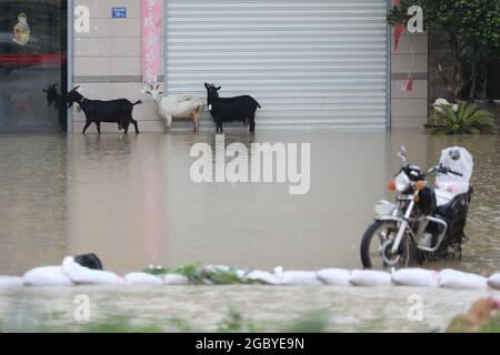 Xiamen, la provincia cinese di Fujian. 5 agosto 2021. Tre agnelli prendono riparo dalla pioggia fuori di una casa residenziale nel villaggio di Dongyao di Xiamen, la provincia di Fujian della Cina sudorientale, 5 agosto 2021. Il tifone Lupit ha fatto la sua seconda caduta giovedì nella provincia di Fujian, portando pesanti downpoours e forzando l'evacuazione di migliaia di persone. Il governo locale ha avviato una risposta di emergenza alle inondazioni e al disboscamento delle acque in mezzo alle piogge torrenziali provocate da Lupit. Credit: Zeng Demeng/Xinhua/Alamy Live News Foto Stock