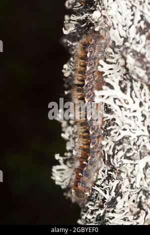 Larva eggar quercia su albero, foto macro. Foto Stock