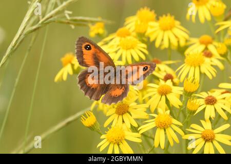 Farfalla gatekeeper (maschio) su fiori ragwart. Hertfordshire, Inghilterra, Regno Unito. Foto Stock