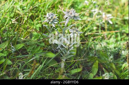 Pianta di Edelweiss che cresce nell'isola di Olkhon, Russia. Foto Stock