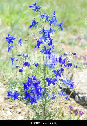 Delphinium grandiflorum o fiori di delfinio a fiore grande che crescono nell'isola di Olkhon, Russia Foto Stock