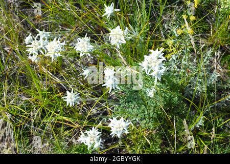 Pianta di Edelweiss che cresce nell'isola di Olkhon, Russia. Foto Stock