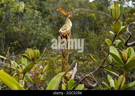 Lanciatore della pianta carnivora del lanciatore Nepenthes stenophylla, Sarawak, Borneo, Malesia Foto Stock
