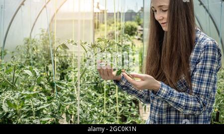 Giovane donna di giardiniere sta tenendo con attenzione ed esaminando le foglie dei pomodori nella serra. Concetto di cura delle piante e del giardinaggio. Foto Stock