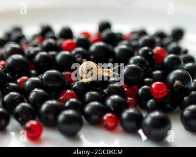 La piccola lumaca del giardino è strisciata sul ribes nero e rosso. Lumaca bianca - Cepaea hortensis. Cibo biologico e peste di frutta Foto Stock
