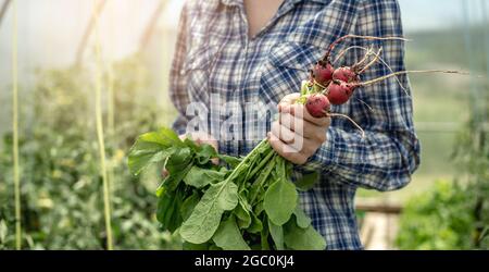 La donna sta tenendo in mano il primo raccolto di ravanelli appena raccolto dalla sua serra. Concetto di coltivazione di verdure biologiche sane, hobby. Foto Stock