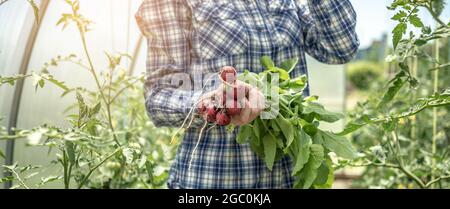 La donna sta tenendo in mano il primo raccolto di ravanelli appena raccolto dalla sua serra. Concetto di coltivazione di verdure biologiche sane, hobby. Foto Stock