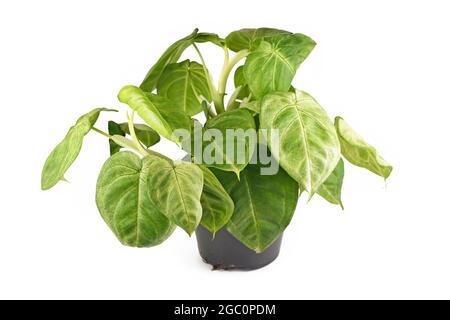 Tropicale 'Syngonium Macrophyllum cuore smerigliato' pianta domestica in vaso di fiori isolato su sfondo bianco Foto Stock