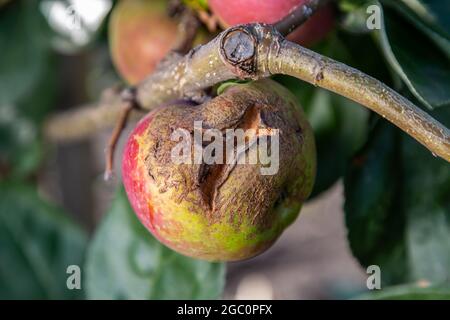 Frutti infettati dalla mela scab Venturia inaequalis e Brown Rot Monilia fruttigena Foto Stock