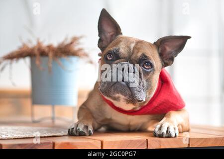 Curioso cane Bulldog francese carino con orecchie appuntite che indossano un fazzoletto rosso mentre si sdraia Foto Stock