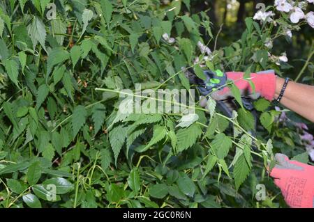 Ripresa ad alto angolo di mani femminili in guanti rosa che lavorano in giardino con piante verdi Foto Stock