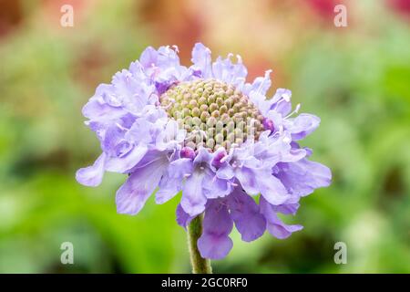 Scabiosa colombaria (scabiosa) 'Farfalle rosse' una pianta fiorente estiva con un fiore viola lilla in estate comunemente noto come pincushion, stock Foto Stock