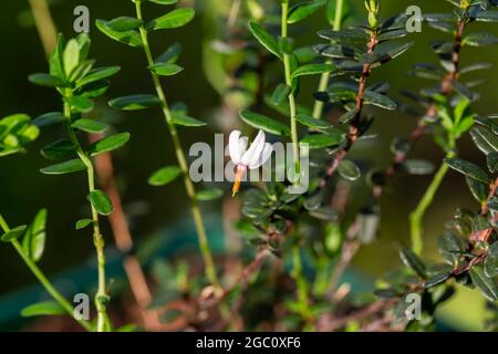 Primo piano di un giardino fiore Vaccinium macrocarpon nel giardino Foto Stock