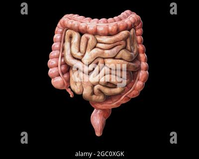Intestino crasso e piccolo isolato su bianco. Anatomia del sistema digestivo umano. Tratto gastrointestinale. Sfondo nero rappresentazione 3d Foto Stock