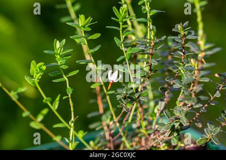 Primo piano di un giardino fiore Vaccinium macrocarpon nel giardino Foto Stock