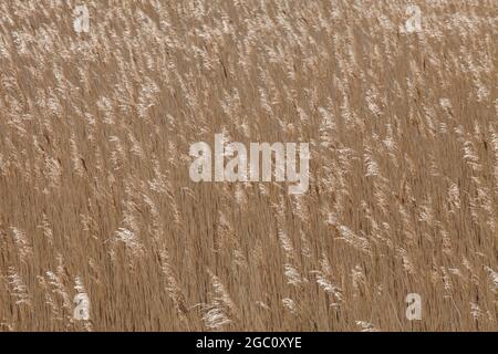 Campo di erba secca che soffia nel vento sulla costa di Norfolk Foto Stock