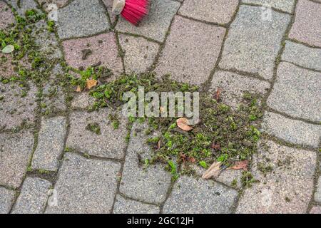 Primo piano di foglie verdi danneggiate su un pavimento di coda accanto alla scopa rossa nel giardino Foto Stock