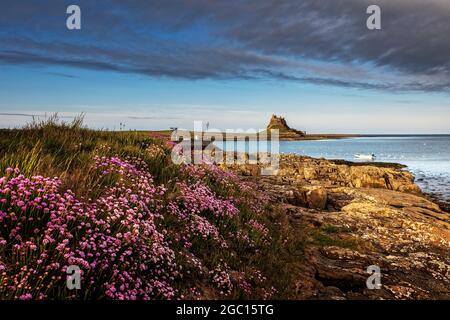 Da Heugh, Holy Island, Northumberland Foto Stock