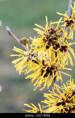 Il nocciolo di strega (Hamamelis intermedia 'Harry', Hamamelis intermedia Harry, Hamamelis x intermedia), ramo di fioritura, cultivar Harry Foto Stock