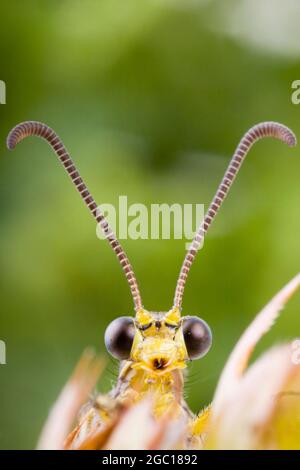 Antione europea (Euroleon nostras), ritratto sull'infiorescenza appassita, Austria Foto Stock