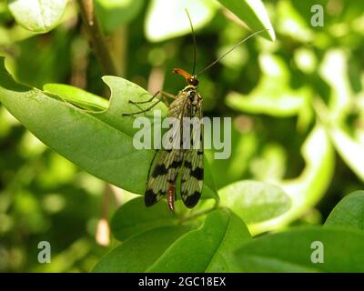 Scorpionfly comune (Panorpa communis), femmina siede su una foglia, Austria Foto Stock