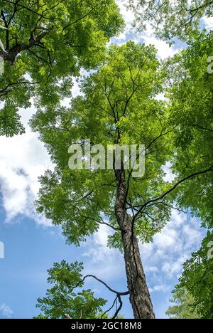 Kentucky coffeetree (Gymnocladus dioicus), corona contro cielo, usland Foto Stock