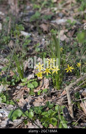 Stella gialla-di-Betlemme (Gagea lutea), fioritura, Germania Foto Stock