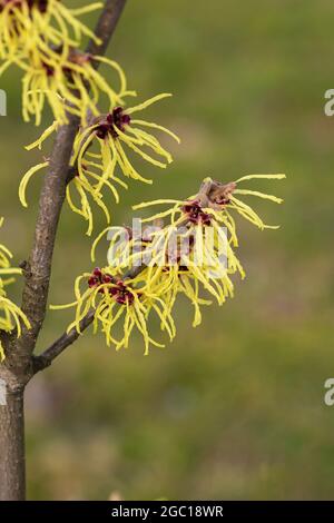 Nocciolo di strega (Hamamelis intermedia 'Avent', Hamamelis x intermedia 'Avent'), fioritura, Avvento cultivar Foto Stock