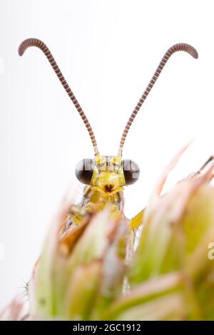 Antione europea (Euroleon nostras), ritratto sull'infiorescenza appassita, Austria Foto Stock