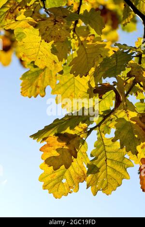 Quercia sessile (Quercus petraea, Quercus sessilis), foglie autunnali contro il cielo blu, Germania Foto Stock