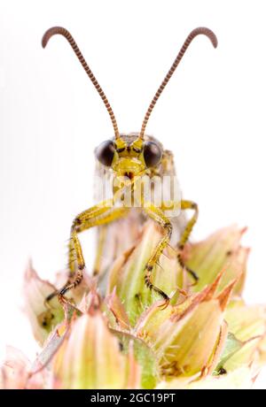 Antione europea (Euroleon nostras), ritratto sull'infiorescenza appassita, Austria Foto Stock